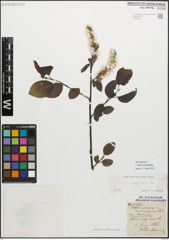 Foto von Salix myrsinifolia Salisb.